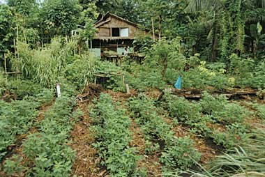 Honiara Planting Material Network garden